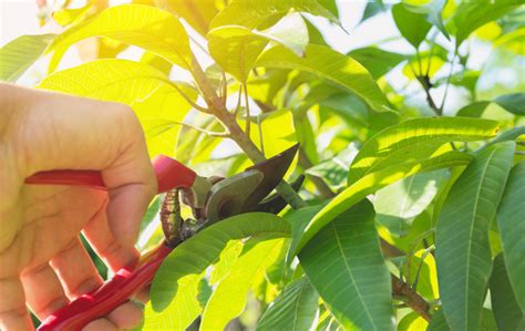 A Guide To Tree Pruning Bsg Landscape And Construction Pte Ltd