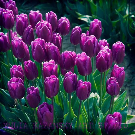 Pin By Nikki Allen On Gardens Purple Flowers Purple Tulips Tulips