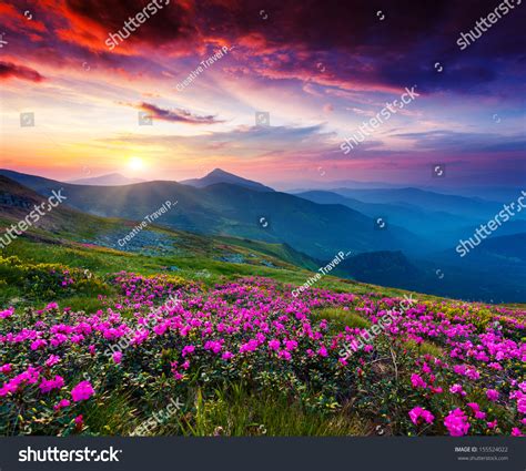 Magic Pink Rhododendron Flowers On Summer Mountain Dramatic Overcast