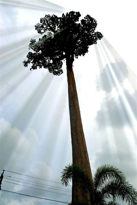 giant-toog-tree-agusan-del-sur