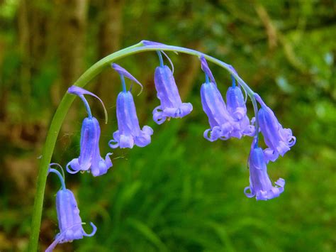 Biodiversity Group Plant Of The Month The Bluebell