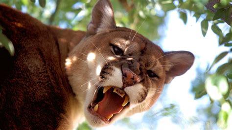 6 Wild Cats Still Found Roaming The Us Howstuffworks