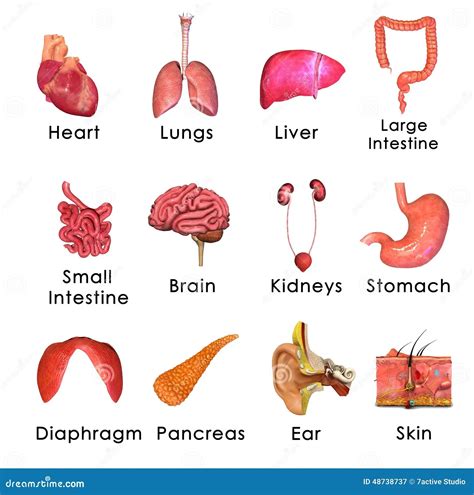 What Organs Are In The Human Back Abdominal Organs Illustration