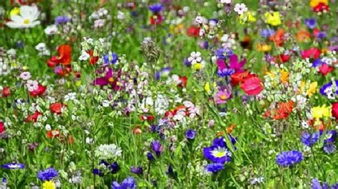 7 Meadow Seed Mix Packs To Create A Wildlife Haven Gardens Illustrated