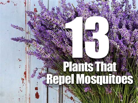 You can also use mosquito repellents with deet to ward off bites. 13 Plants That Repel Mosquitoes | Mosquito repelling ...