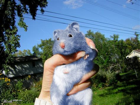 The Blue Hamster Worth1000 Contests