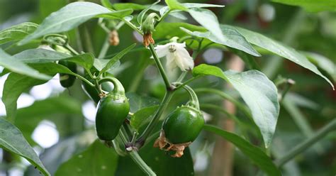 Growing Jalapeño Peppers And Plant Stages Giy Plants