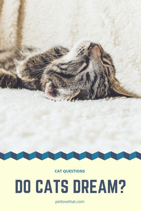 Do Cats Dream What Do Cats Dream About With Images Cat Questions