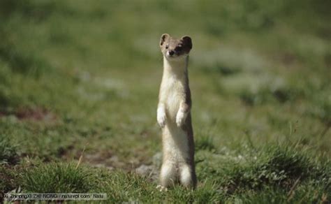 Weasel ~ Detailed Information Photos Videos