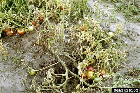 The fungus can be introduced on infected transplants or spread on equipment contaminated with infested soil. Fusarium wilt (Fusarium oxysporum f.sp. lycopersici) on ...