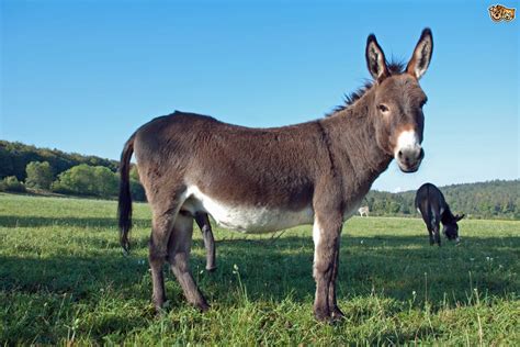 Donkey Horse Breed Information Buying Advice Photos And Facts