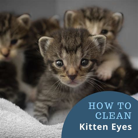 How To Clean Kitten Eyes That Are Matted Shut Pethelpful