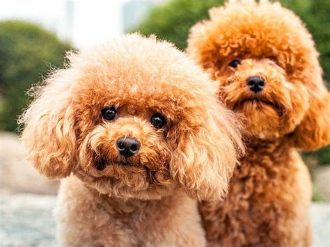 78 Best Images About Poodle On Pinterest Colleges