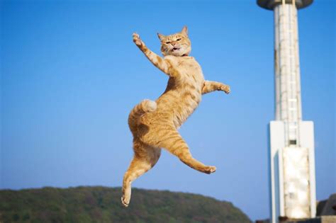 Psbattle Jumping Cat Photoshopbattles
