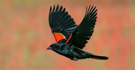 Red Winged Blackbird Migration A Complete Guide Bird Fact
