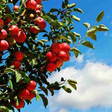 How To Grow Organic Fruit Trees At Home With Gently Sustainable