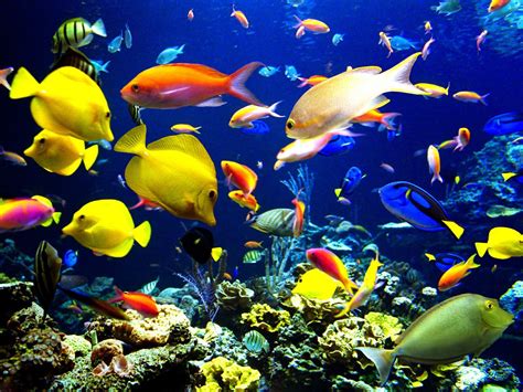 Underwater Fish Background Fish