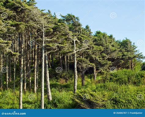 Windswept Trees Stock Image Image Of Horizon Backdrop