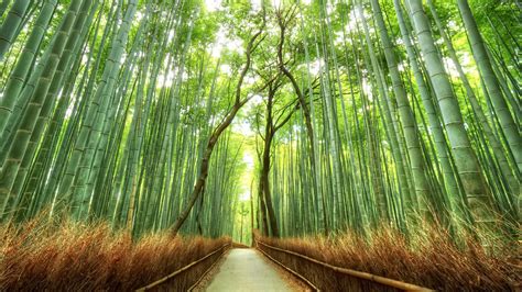 45 Bamboo Forest Wallpaper Wallpapersafari