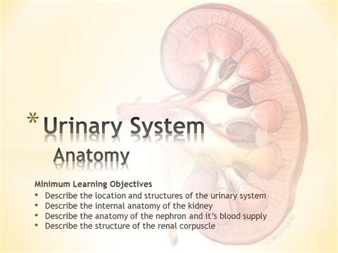 Urinary System Anatomy Youtube
