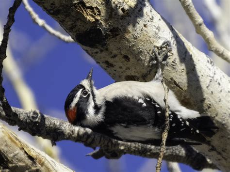 Downy Woodpecker Steven Siegel Flickr