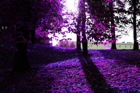 Purple Autumn By Amygdaladesign On Deviantart