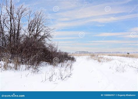 Winter Landscape Snowy Field Trees And Beautiful Blue Sky Stock Image