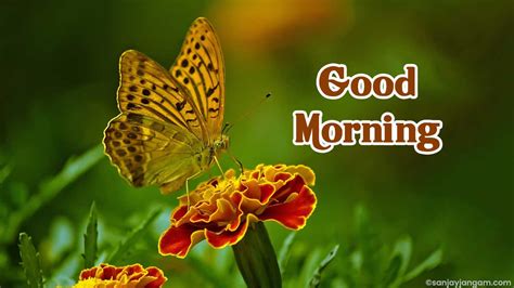 Incredible Compilation Of Full K Hd Good Morning Images Over Exquisite Good Morning
