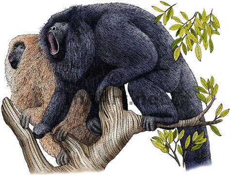 Howler Monkey Drawing At Getdrawings Free Download