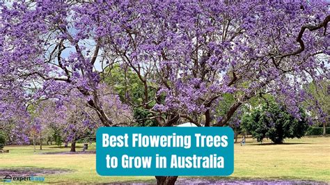 10 Captivating Flowering Trees To Grow In Australia