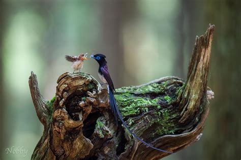 Japanese Paradise Flycatcher Father Baby Bird Vogel Feed