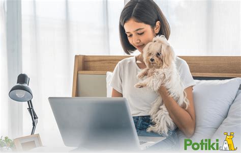 How To Find The Most Affordable Pet Insurance In Australia Potiki Pet