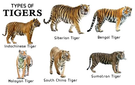 Tipos De Tigre Que Todavía Viven En La Tierra 🐯