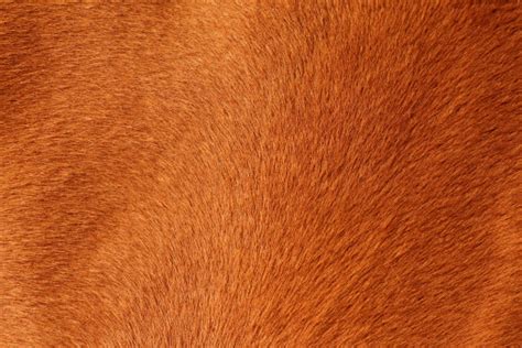 Free Picture Close Up Texture Of Light Brown Fur