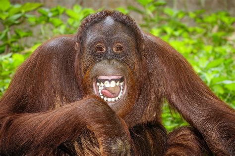 10 Interesting Facts About Orangutans Worldatlas