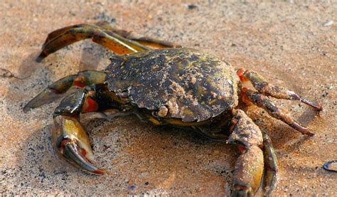 Crabs Key Facts Information And Pictures