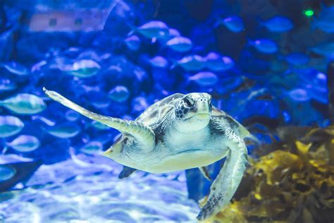 Move Media Sea Life Kelly Tarltons Turtle Rescue