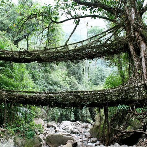 The Living Root Bridges Of Cherrapunjee India Amusing Planet