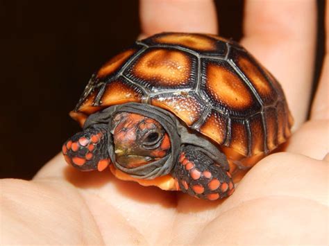 Best Pet Turtles Small Pets Animals Us