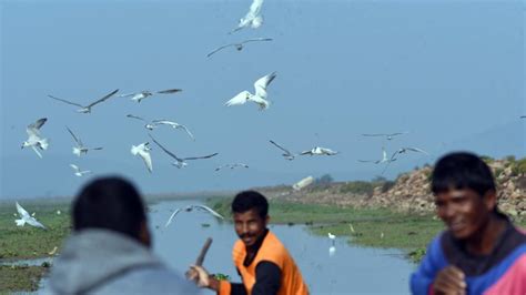 Photos Over 11 Lakh Migratory Birds Visit Odishas Chilika Lake