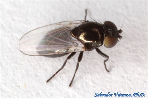 Diptera Milichiidae Freeloader Flies A Urban Programs El Paso County