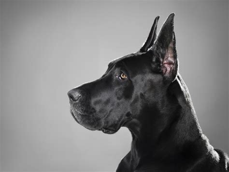 German Mastiff Dog Black Hd Desktop Wallpaper Widescreen High