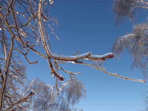 Free Images Landscape Tree Nature Branch Snow Winter Sky Frost
