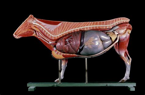 Anatomical Model Of A Cow Photograph By Patrick Landmannscience Photo