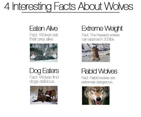 1topthings Diet Wolf Top Real Wolf Nutrition