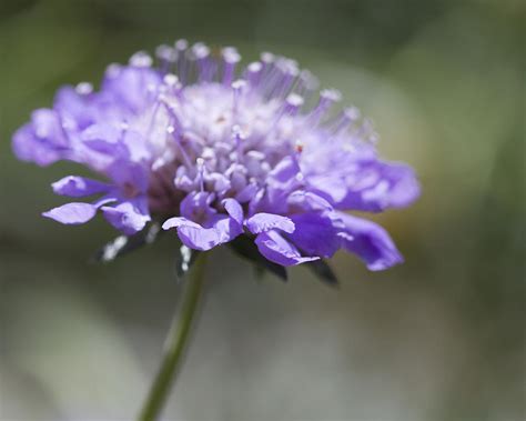 Purple Pin Cushion Flower Scabiosa Photograph By Kathy Clark Fine