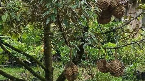 Kaedah penjagaan dan pembajaan yang betul juga adalah faktor panting dalam tanaman pokok mangga. 3 Jenis Durian Cepat Berbuah yang Bisa Anda Tanam di ...