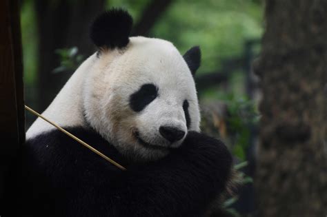 Tokyo Zoo Visitors Flock To View Mum To Be Panda Daily Sabah