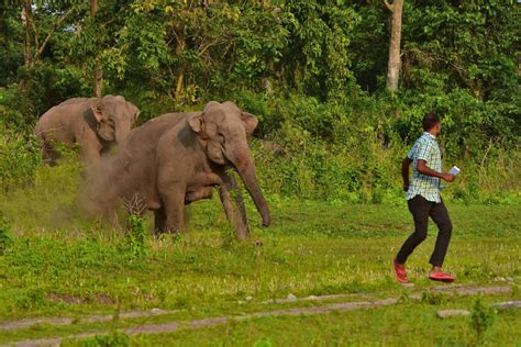 The Elephant Conflict Story From The Terai Region West Bengal