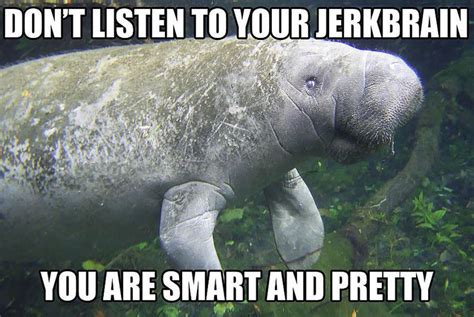 20 calming manatee memes that perfectly describe your life manatee you are smart listening